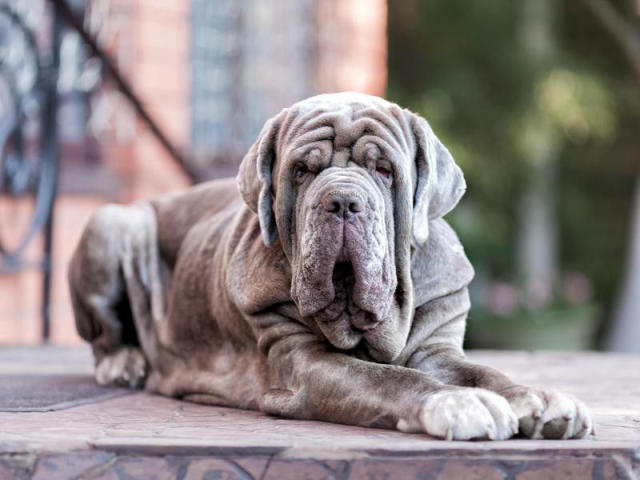 Chó Khổng Lồ Neapolitan Mastiff