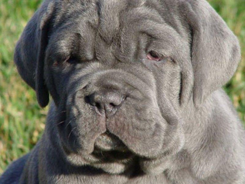 Chó Khổng Lồ Neapolitan Mastiff