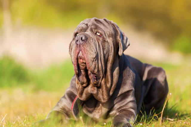 Chó Khổng Lồ Neapolitan Mastiff