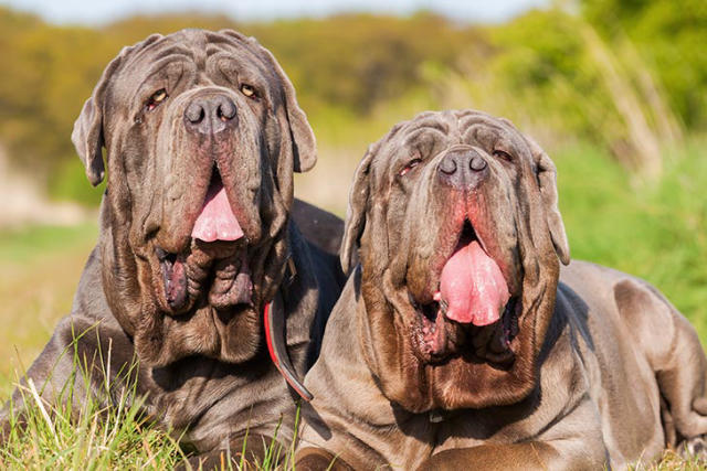 Chó Khổng Lồ Neapolitan Mastiff 