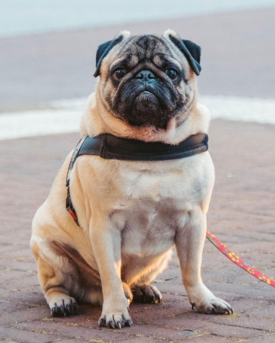 Chó Pug