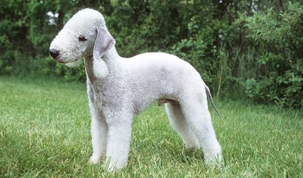 Chó Sục Bedlington