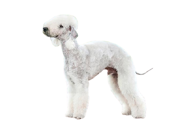 Chó Sục Bedlington