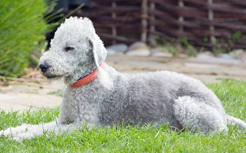 Chó Sục Bedlington