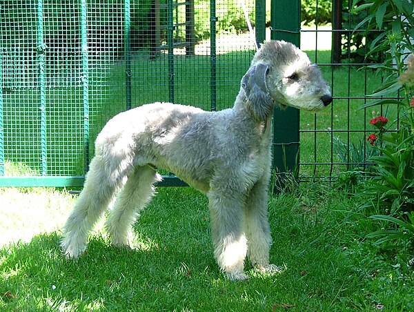 Chó Sục Bedlington