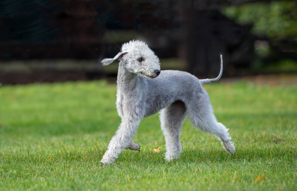   Chó Sục Bedlington