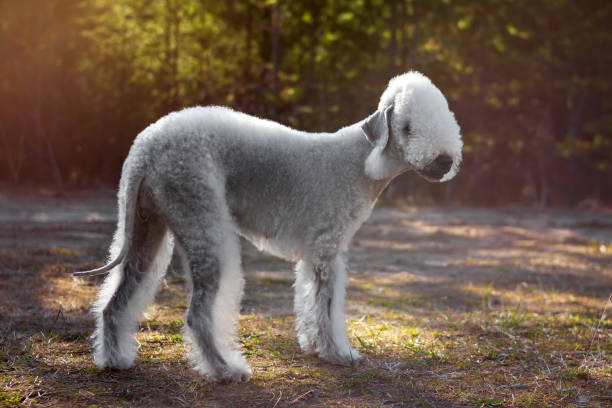   Chó Sục Bedlington