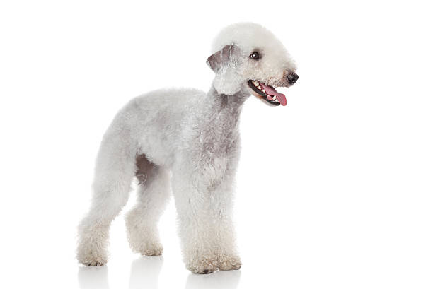   Chó Sục Bedlington