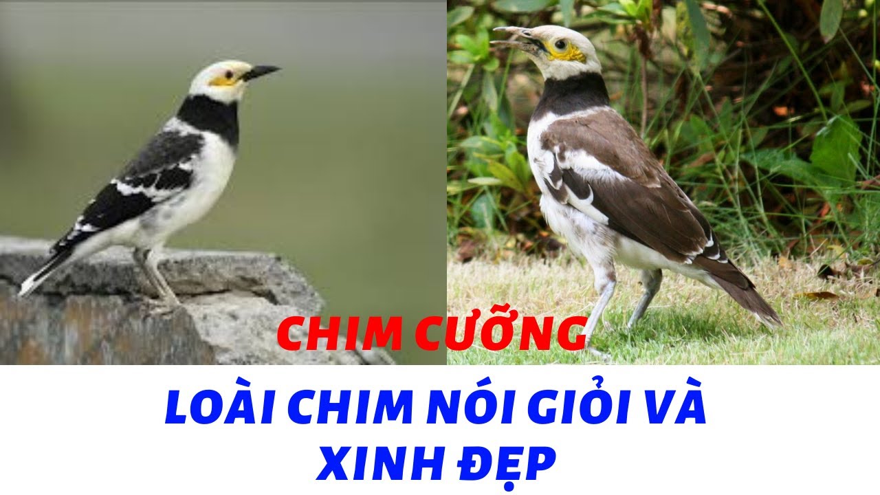 chim cảnh