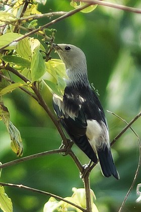 Chim sáo đá lưng đen