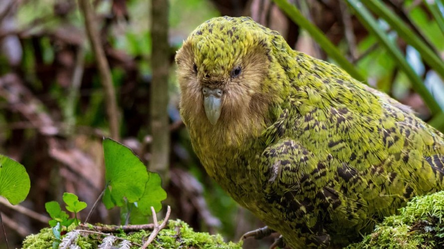 CHIM VẸT KAKAPO