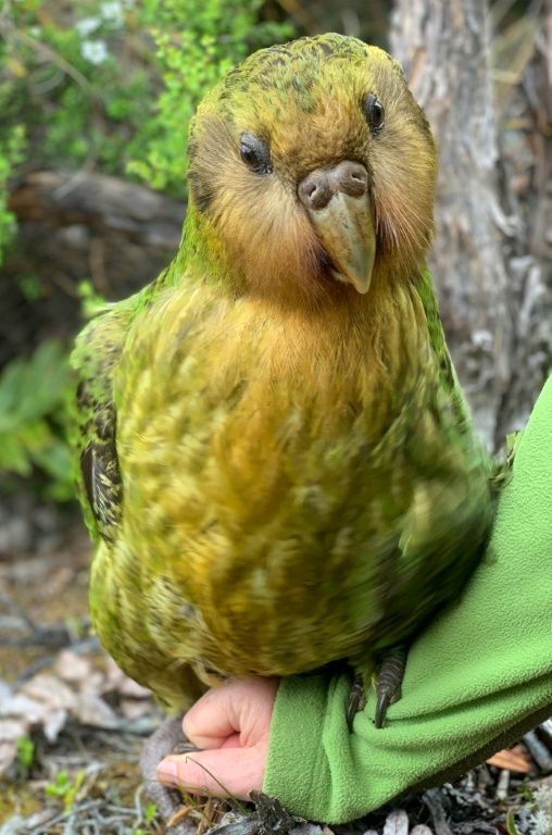 CHIM VẸT KAKAPO