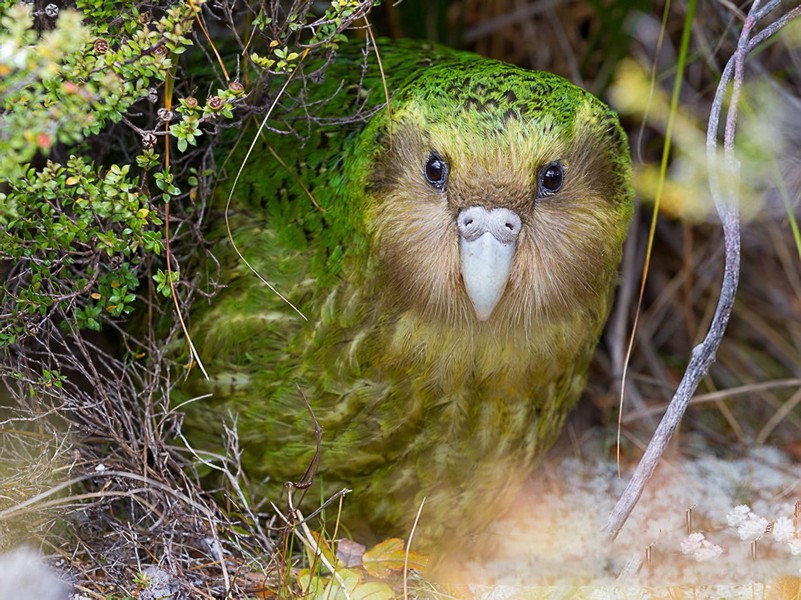 CHIM VẸT KAKAPO