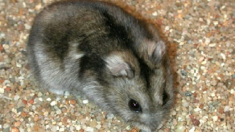 Chuột hamster