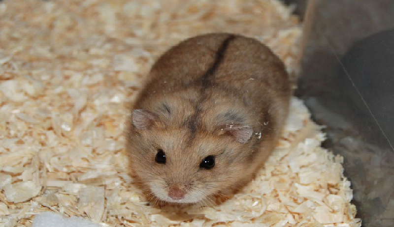 Chuột Hamster Campbell