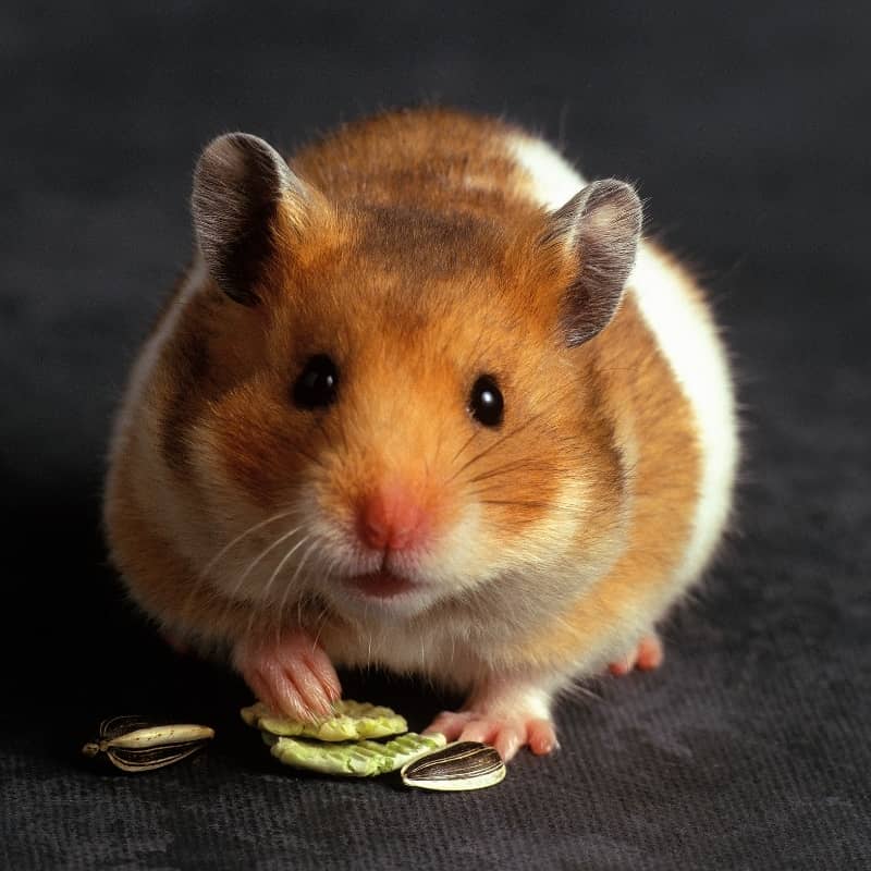 Chuột hamster