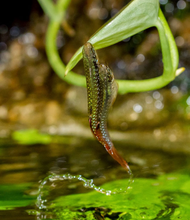 Cá Nhảy Copella Arnoldi