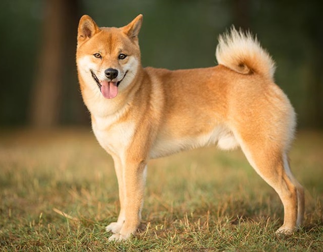 Giống Chó Shiba