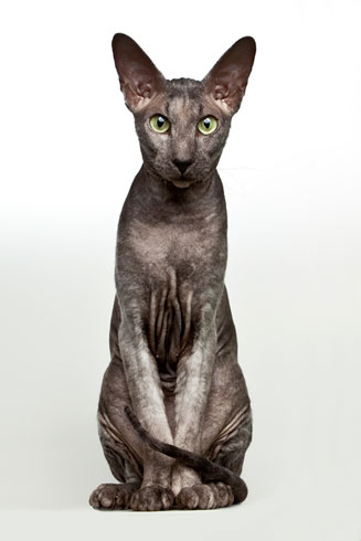 Giống Mèo Peterbald