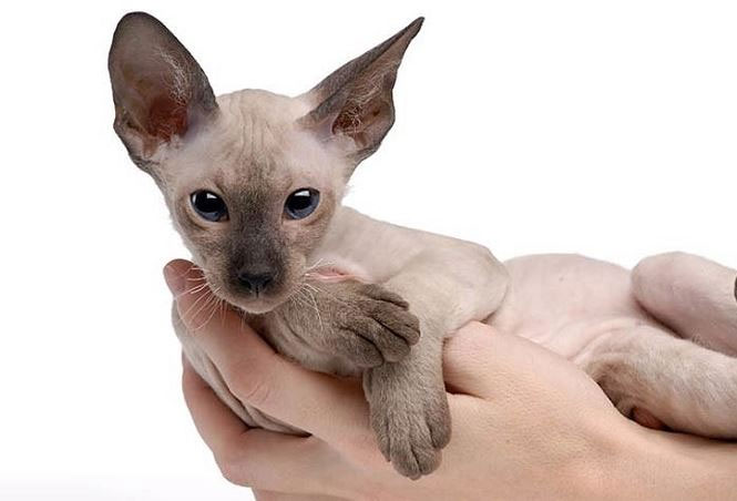 Giống Mèo Peterbald