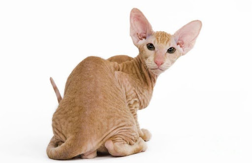 Giống Mèo Peterbald