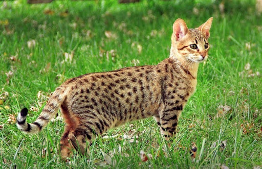 Mèo Savannah