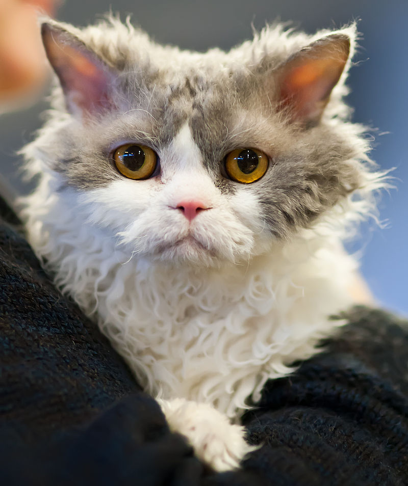 Mèo Selkirk Rex