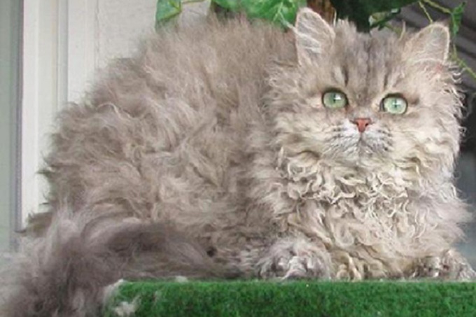 Mèo Selkirk Rex