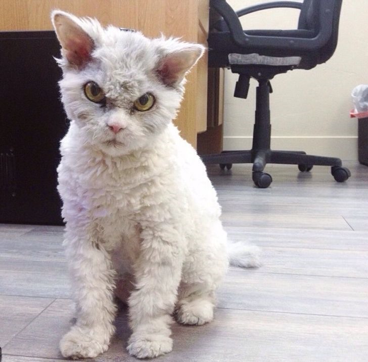 Mèo Selkirk Rex