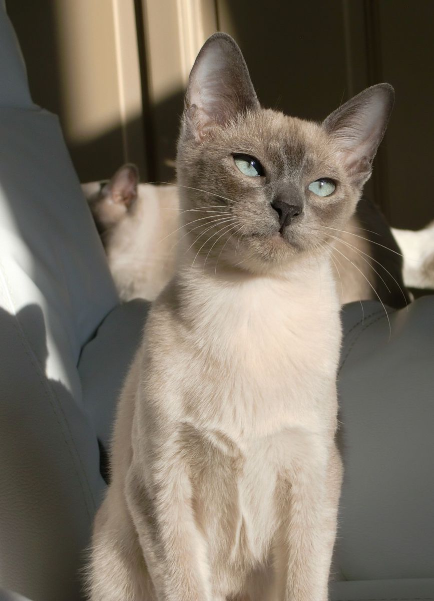 Mèo Tonkinese