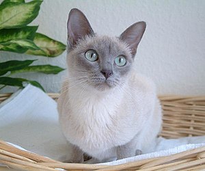 Mèo Tonkinese