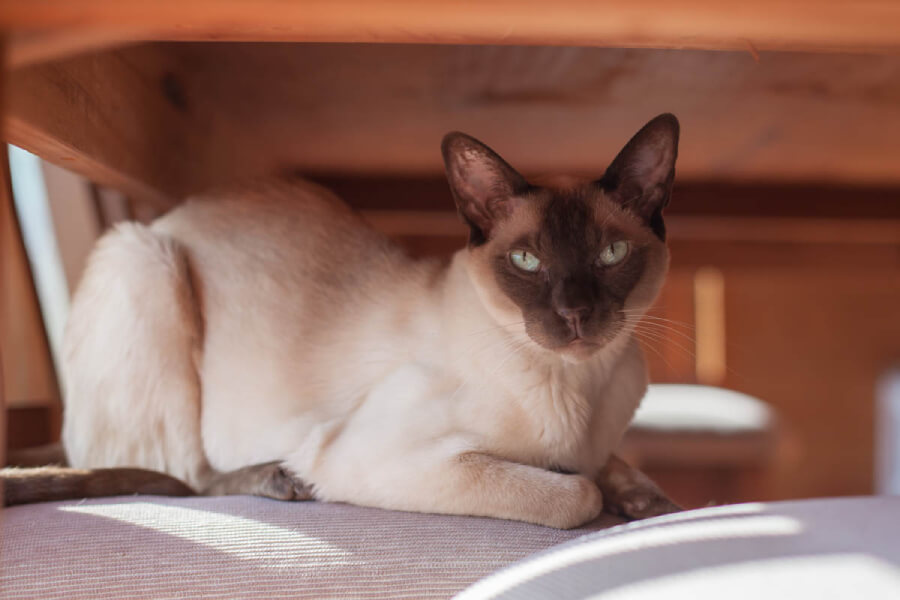 Mèo Tonkinese