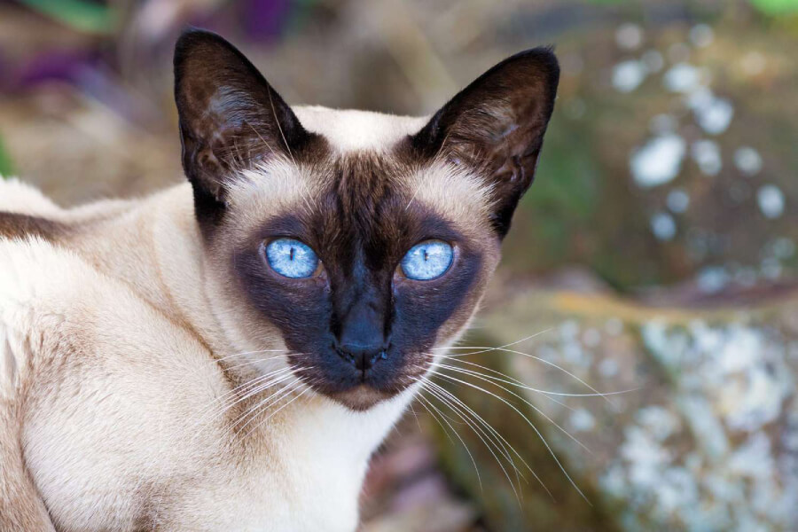 Mèo Tonkinese