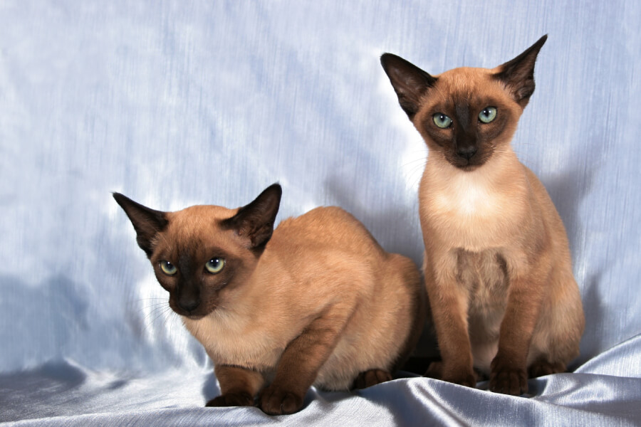 Mèo Tonkinese