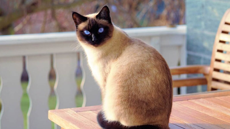 Mèo Tonkinese