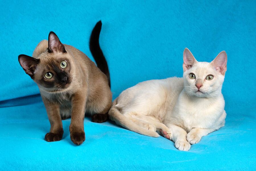 Mèo Tonkinese