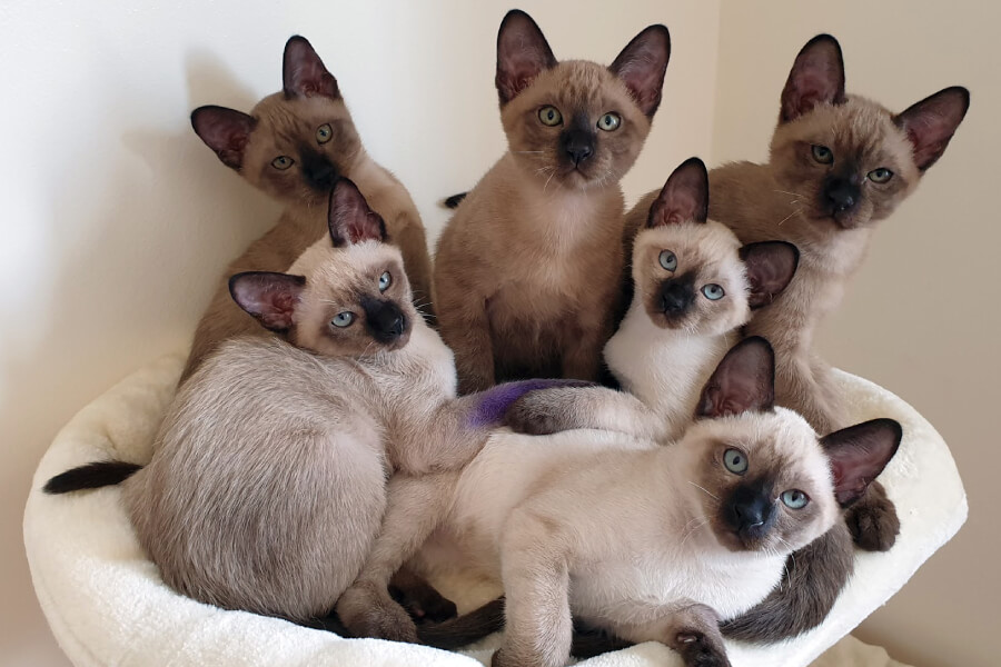 Mèo Tonkinese