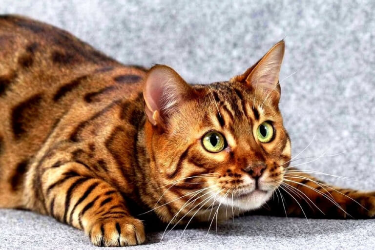 Giống Mèo Toyger