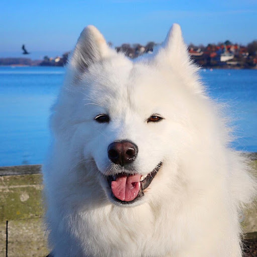 Giống chó Samoyed