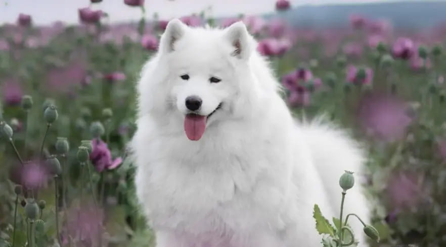 Giống chó Samoyed