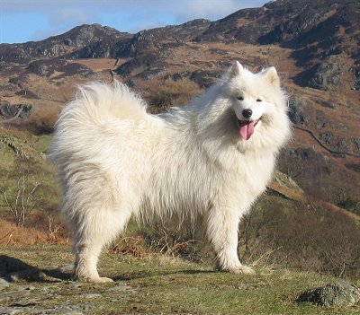 Giống chó Samoyed