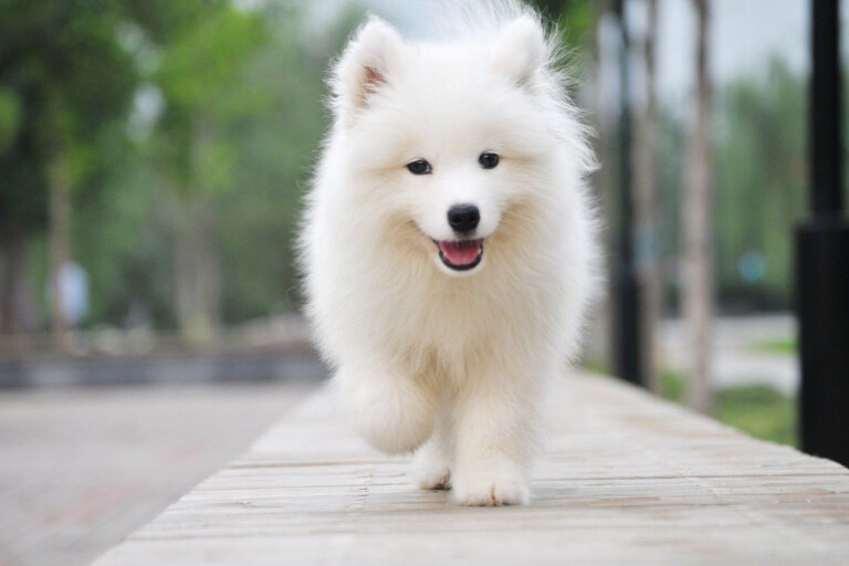 Giống chó Samoyed