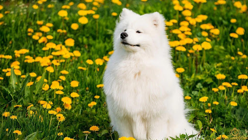 Giống chó Samoyed