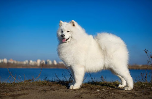 Giống chó Samoyed