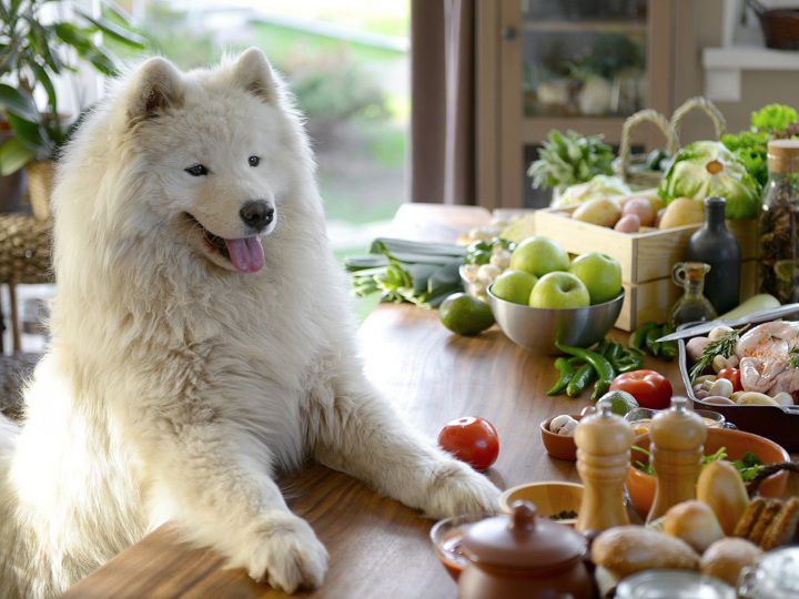 Thức ăn cho Samoyed