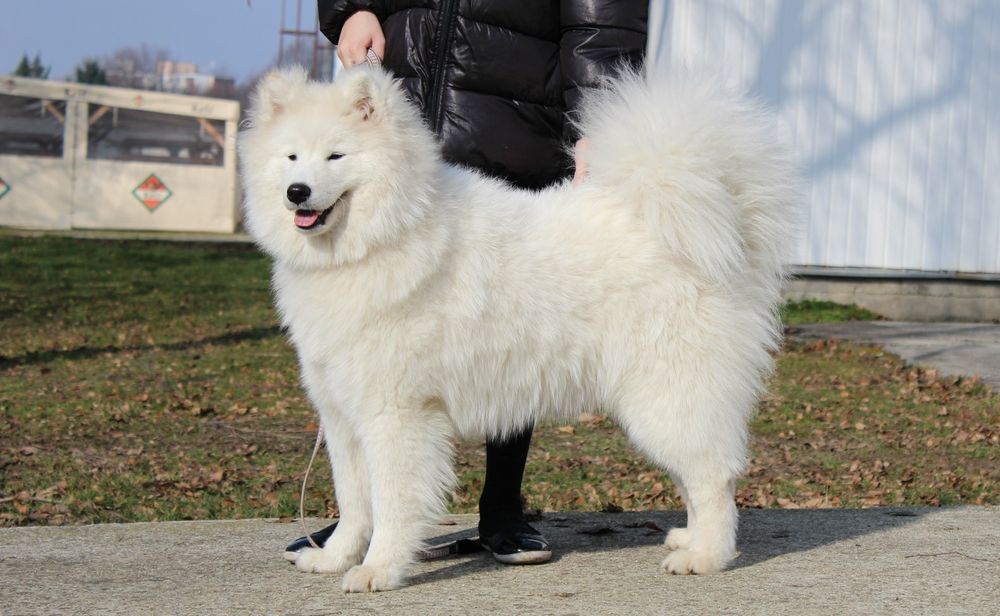 Giống chó Samoyed