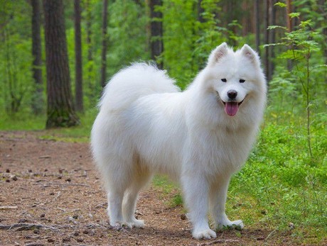 Giống chó Samoyed