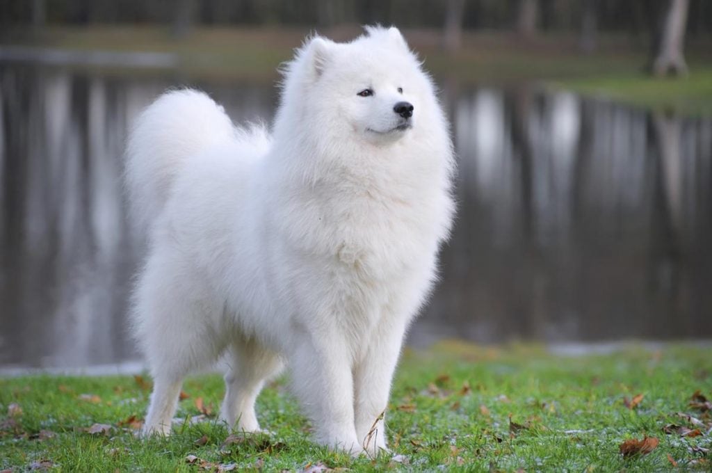 Giống chó Samoyed