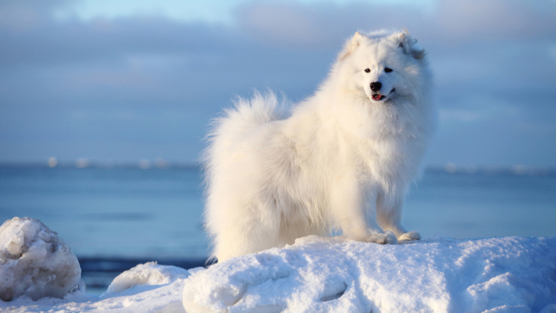 Giống chó Samoyed