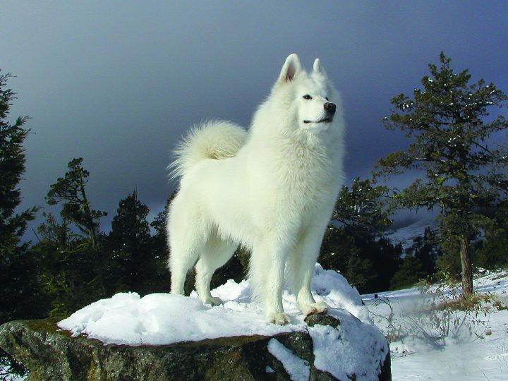 Giống chó Samoyed